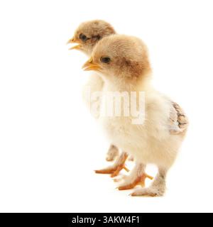 Paire de petits poussins de poulet isolated over white Banque D'Images