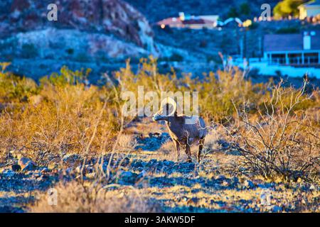 Mouton de Bighorn dans le désert Sunset Boulder City perspective à angle bas Banque D'Images