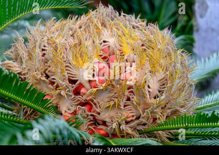 cycas revoluta, palmier sagou, cycad gymnosperme. fruits et graines, horticulture botanique de jardin de plantes exotiques tropicales Banque D'Images