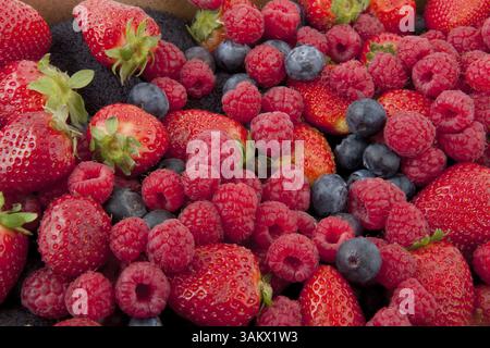 Rempli de fruits de la forêt comme les myrtilles, les fraises et les framboises Banque D'Images