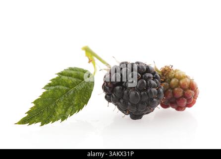 Nature des mûres avec des feuilles isolées sur fond blanc Banque D'Images