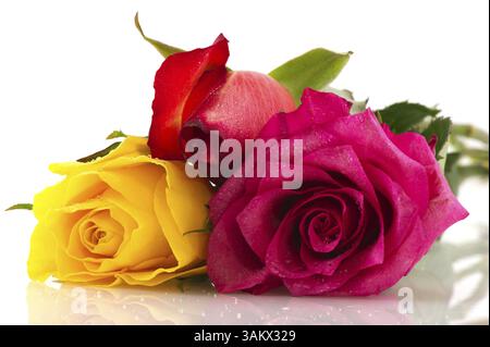 Une rangée de roses colorées en rouge et rose jaune Banque D'Images