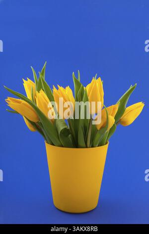 Bouquet de tulipes dans un vase jaune sur fond bleu Banque D'Images
