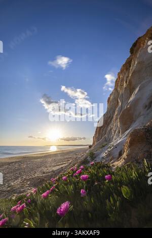Falaises sur l'Atlantique. Coucher de soleil chaud dans un paysage avec des fleurs violettes, Carpobrotus acinaciformis. Falaises rouges avec des formations à couper le souffle à Praia da Banque D'Images