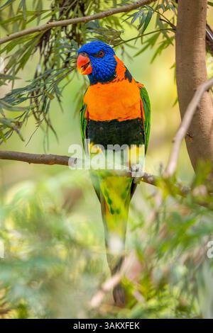Lorikeet à col rouge - Trichoglossus rubritorquis, beau perroquet coloré des forêts et des bois australiens. Banque D'Images