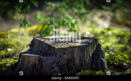 Podium de stomp en bois de table dans le fond de forêt naturelle. Place pour l'affichage du produit. Photo de haute qualité Banque D'Images