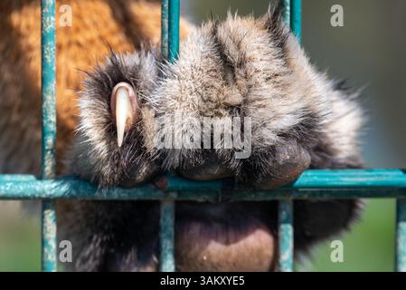 Patte de Tiger contre les balustrades dans un zoo, montrant la puissance des gros chats mais aussi la captivité impuissante. Banque D'Images