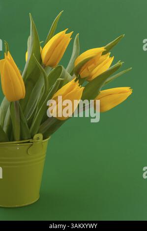 Tulipes jaunes dans un vase sur fond vert Banque D'Images