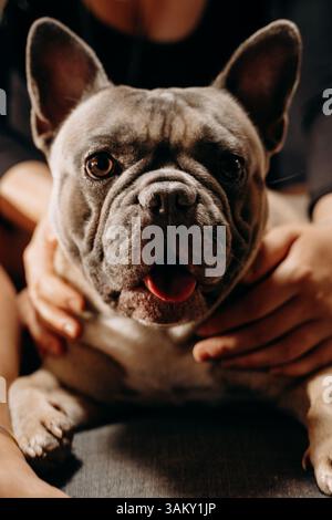 Gros plan d'un bouledogue français caressé affectueusement par un propriétaire invisible. Le visage expressif du chien et les mains qui le tiennent doucement transmettent un sens Banque D'Images