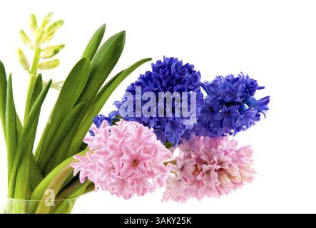 Jacinthes colorées dans un vase en verre Banque D'Images