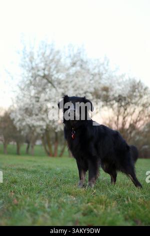 Chien noir au lever du soleil par un buisson en fleurs dans le parc. Banque D'Images