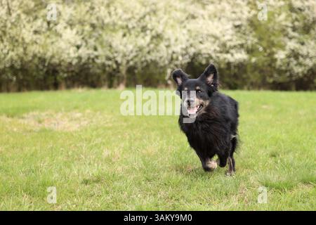 Un chien noir court dans un pré. En arrière-plan, des arbres fleurissent. Il est marrant Banque D'Images
