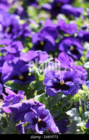 Blue Garden pansies dans un parc de la ville Banque D'Images