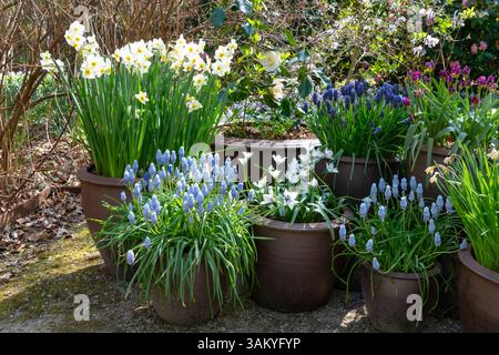 Groupe de petits bulbes à fleurs printanières plantés dans des pots en terre cuite dans un jardin printanier Banque D'Images
