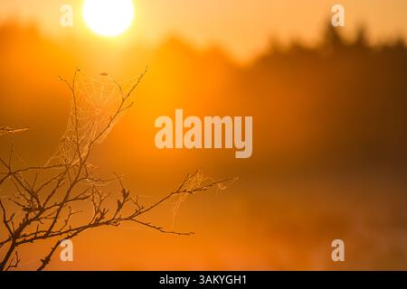 La lumière dorée brille à travers la brume tandis que le soleil se lève sur Gothenburg, mettant en évidence les toiles d'araignées recouvertes de rosée sur les branches. Le matin serein offre un q Banque D'Images