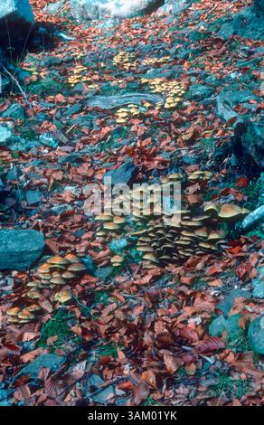 Champignon du miel, Armillaria mellea. Grappe de fructifications sur le sol forestier de hêtres Banque D'Images