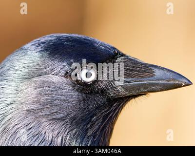 Gros plan sur la tête d'un jackdaw Banque D'Images