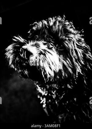 Gros plan d'un chiot mignon regardant la caméra. Banque D'Images