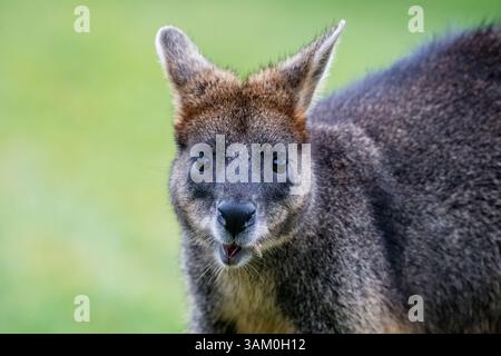 Wallaby noir, Wallabia bicolor, manger sur le sol, Tidal River Camping, Australie Banque D'Images