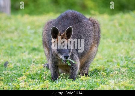 Wallaby noir, Wallabia bicolor, manger sur le sol, Tidal River Camping, Australie Banque D'Images