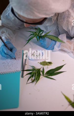 Un chercheur effectue une analyse approfondie sur différents spécimens de cannabis dans un laboratoire contrôlé Banque D'Images