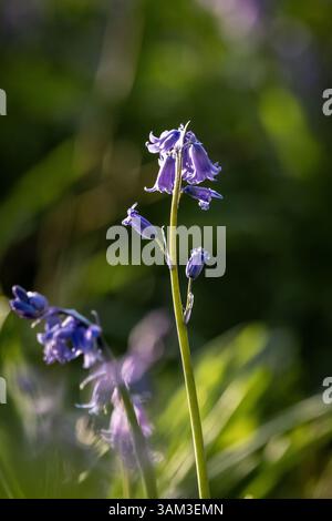 Un hyacinthoide non-scripta, communément appelé bluebell, fleurissant un matin de printemps Banque D'Images