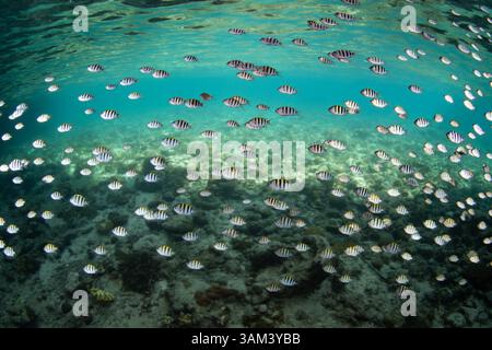 Une école de sergent-major damoiselle nage le long de la sous-dépouille d'une île de Raja Ampat, en Indonésie. Cette région abrite une extraordinaire diversité de poissons. Banque D'Images