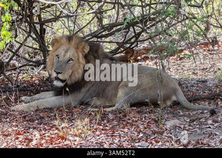 Lion africain mâle (Panthera leo) portant un collier radio pour le suivi par télémétrie, Parc National Kruger, Afrique du Sud Banque D'Images
