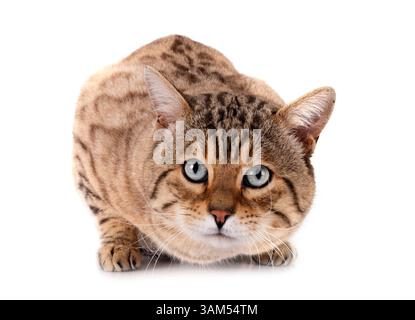 Bengal Cat in front of white background Banque D'Images