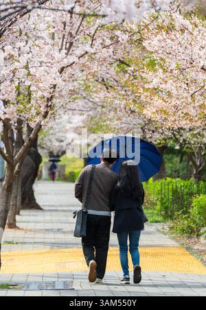 Séoul, Corée du Sud. 13 avril 2025. Personnes vues visitant Yeouido Cherry Blossom Road. Yeouido est célèbre comme l'une des attractions touristiques de fleurs de cerisier de printemps. (Crédit image : © Kim Jae-Hwan/SOPA images via ZUMA Press Wire) USAGE ÉDITORIAL SEULEMENT ! Non destiné à UN USAGE commercial ! Banque D'Images