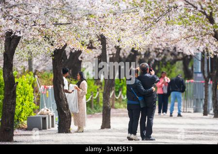 Séoul, Corée du Sud. 13 avril 2025. Personnes vues visitant Yeouido Cherry Blossom Road. Yeouido est célèbre comme l'une des attractions touristiques de fleurs de cerisier de printemps. (Crédit image : © Kim Jae-Hwan/SOPA images via ZUMA Press Wire) USAGE ÉDITORIAL SEULEMENT ! Non destiné à UN USAGE commercial ! Banque D'Images