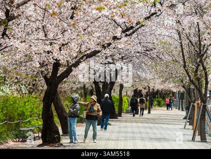 Séoul, Corée du Sud. 13 avril 2025. Personnes vues visitant Yeouido Cherry Blossom Road. Yeouido est célèbre comme l'une des attractions touristiques de fleurs de cerisier de printemps. (Crédit image : © Kim Jae-Hwan/SOPA images via ZUMA Press Wire) USAGE ÉDITORIAL SEULEMENT ! Non destiné à UN USAGE commercial ! Banque D'Images