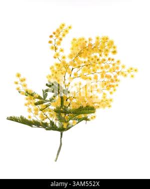 branche de mimosa devant un fond blanc Banque D'Images