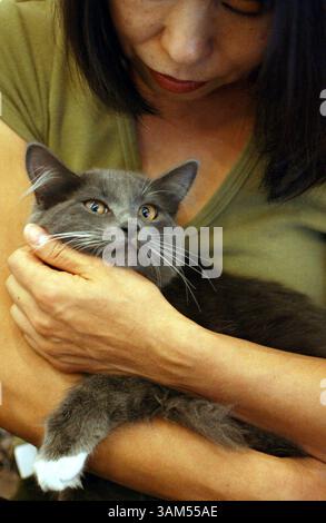 10 novembre 2004 - États-Unis - KRT US NEWS STORY SLUGGED : PETACTIVIST KRT PHOTO PAR SUSANNA FROHMAN/SAN JOSE MERCURY NEWS (11 novembre) Kyenan Kum tient un chaton qu'il a sauvé dans son quartier d'Oakland, Californie, le 5 novembre 2004. Elle est la fondatrice de International Aid for Korean Animals. (gsb) 2004 (crédit image : © Susanna Frohman/mct/ZUMAPRESS.com) Banque D'Images