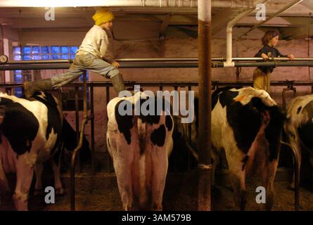 18 novembre 2004 - États-Unis - KRT US NEWS STORY SLUGGED : DAIRY KRT PHOTO PAR PETE SOUZA/CHICAGO TRIBUNE (6 janvier) Sylvester, à gauche, et Sylvia Deitelhoff marchent au sommet des vaches à la ferme laitière familiale à Cazenovia, Wisconsin, le 18 novembre 2004. (gsb) 2005 (crédit image : © Chicago Tribune/mct/ZUMAPRESS.com) Banque D'Images