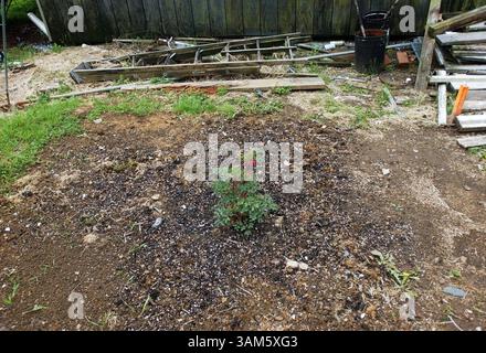 26 avril 2005 - États-Unis - KRT US NEWS STORY SLUGGED : SMALLTOWNKILLING KRT PHOTO PAR SCOTT S. Hamrick/PHILADELPHIA INQUIRER (mai 25) la police a trouvé le corps de Jonathan Moyer enterré dans cette cour à Brownstown, en Pennsylvanie, environ deux ans après sa mort. (gsb) 2005 (diversité) (crédit image : © Scott S. Hamrick/mct/ZUMAPRESS.com) Banque D'Images