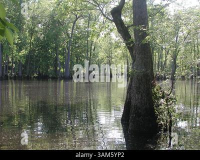 21 mai 2005 - États-Unis - KRT US NEWS STORY SLUGGED : SCI-PIC-FERMIER KRT PHOTOGRAPHIE PAR SETH BORENSTEIN/KRT (mai 25) le lac Hickson, dans la zone de gestion de la faune ArkansasÃÆ’Ã¢â‚¬¢, est ouvert au public avec de nouveaux signes sur la recherche du pic-bois en ivoire. (lde) 2005 (crédit image : © Seth Borenstein/mct/ZUMAPRESS.com) Banque D'Images