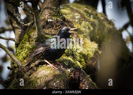 Sturnus vulgaris alias étourneaux européens. Oiseau commun perché près de son nid au printemps. Bec ouvert. Banque D'Images