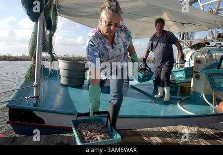 15 novembre 2005 - États-Unis - KRT US NEWS STORY SLUGGED : WEA-STORMS-ISLANDERS KRT PHOTOGRAPHIE PAR TRAVIS HEYING/WICHITA EAGLE (16 novembre) Janet Estaves, à gauche, avec son mari David, décharge des crevettes d'un bateau à Delacroix, Louisiane mardi 15 novembre 2005. Estaves est un descendant des Espagnols des îles Canaries qui sont venus dans le delta du Mississippi au 18ème siècle. (lde) 2005 (crédit image : © Travis Heying/mct/ZUMAPRESS.com) Banque D'Images