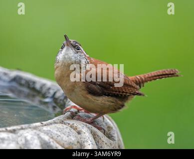 Carolina Wren perchée sur un bain d'oiseaux et isolée sur un fond vert vif. Banque D'Images