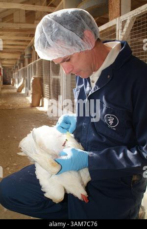 1er mars 2006 - États-Unis - Bret Rings, vétérinaire principal de Tyson Foods, prélève un échantillon de sang sur un poulet vivant dans une ferme avicole près de Springdale, Arkansas. Ces échantillons sont ensuite envoyés à un laboratoire Tyson où ils sont testés pour détecter la présence de l'influenza aviaire. Tyson Foods a élargi les tests de dépistage de l'influenza aviaire à la ferme l'automne dernier pour inclure tous ses troupeaux. La société effectue actuellement environ 15 000 tests par semaine, soit cinq fois le nombre qu'elle effectuait il y a un an. (Jeff Peak/Tysons Food/KRT) (image crédit : © Jeff Peak/mct/ZUMAPRESS.com) Banque D'Images