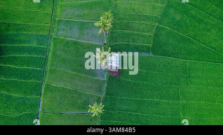 Une photo aérienne descendante d'une petite cabane pittoresque nichée au milieu de rizières luxuriantes, avec des cocotiers debout à proximité. Banque D'Images
