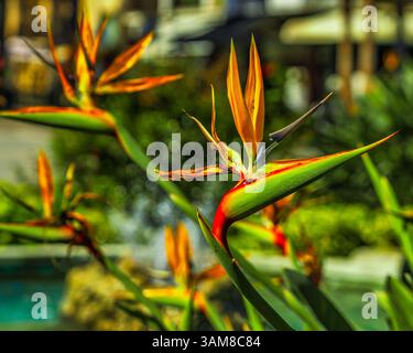 Floraison de la plante appelée oiseau de paradis, Strelitzia reginae Banks, de la famille des Strelitziaceae. Ascoli Piceno, Marches, Italie, Europe Banque D'Images