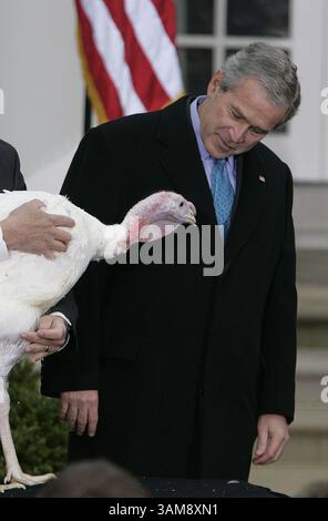 22 novembre 2006 - États-Unis - le président George W. Bush, à droite, regarde Flyer la dinde, tenue par Lynn Nutt, après avoir accordé un pardon à l'oiseau de Thanksgiving dans la roseraie de la Maison Blanche le mercredi 22 novembre 2006. (Chuck Kennedy/MCT) (crédit image : © Chuck Kennedy/mct/ZUMAPRESS.com) Banque D'Images