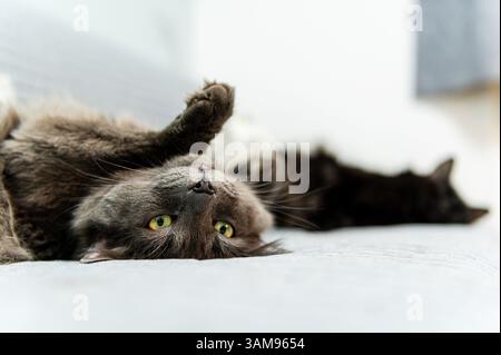 Chat gris domestique couché sur le dos sur un canapé, regardant la caméra, un autre chat noir dormant dans le fond Banque D'Images
