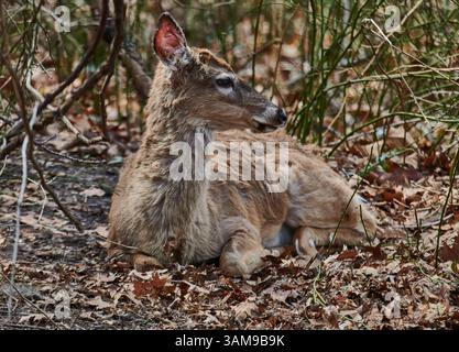 Un adorable petit bouée blanc se détendant dans les bois.Le chital, également connu sous le nom de cerf tacheté, cerf du chital et cerf d'axe. Banque D'Images