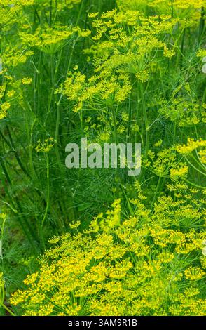 Fleur d'aneth. Inflorescences d'aneth, parapluies avec des graines poussant dans le jardin. Flou sélectif, flou. Banque D'Images