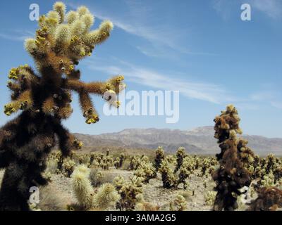 4 avril 2006 - États-Unis - les soies argentées d'apparence douce démentent un aspect plus dangereux du cactus chollo, qui sont en abondance dans le désert de Mojave au parc national de Joshua Tree dans le sud-est de la Californie. (Allen Holder/Kansas City Star/MCT) (image crédit : © Allen Holder/mct/ZUMAPRESS.com) Banque D'Images