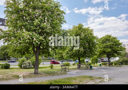 Châtaignier en fleur sur la rue de la ville à Kiev, Ukraine. Fleurs de châtaigniers arbre au printemps. Mise au point sélective, arrière-plan flou Banque D'Images