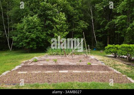 Plantes herbacées émergentes, y compris Allium sativum var. Ophioscorodon - musique ail dans le jardin potager arrière au printemps. Banque D'Images